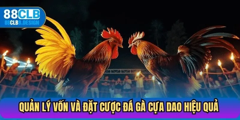 Quản lý vốn và đặt cược đá gà cựa dao hiệu quả